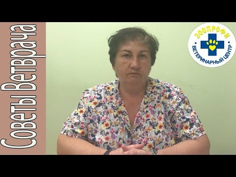 Видео: Как Происходит Заражение Пироплазмозом у Собак?  Симптомы и Лечение Пироплазмоза