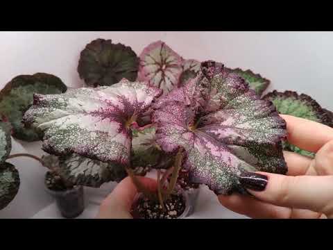 Видео: Продажа деток бегоний на 13.05.24.