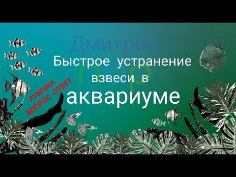 Видео: Как устранить муть в аквариуме?