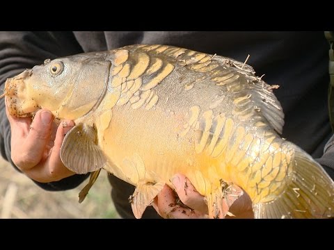 Видео: Рыбак Рыбаку 539 "Весенняя ловля карася и карпа".