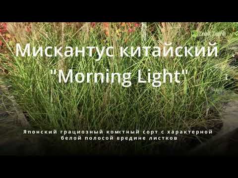 Видео: Мискантус китайский Morning Light