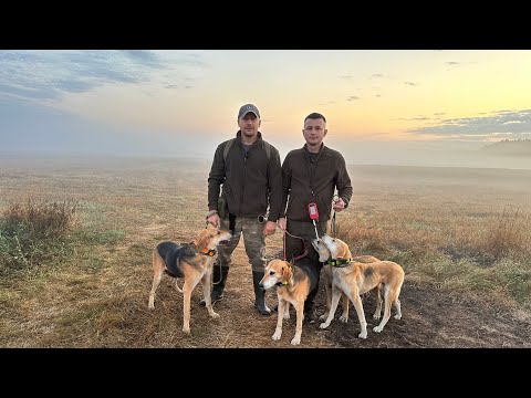 Видео: Наши гончие.