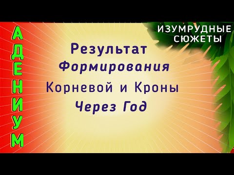 Видео: Адениум с шагающим каудексом. .  Формирование Корневой И Кроны Адениума. Результат Через Год.