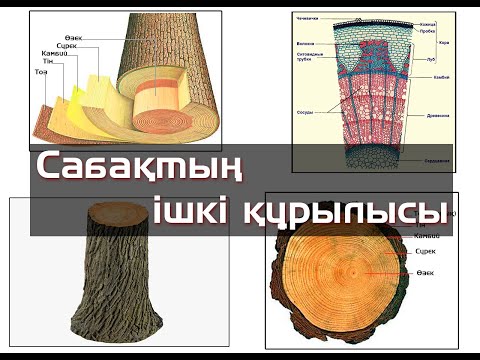 Видео: Сабақтың ішкі құрылысы