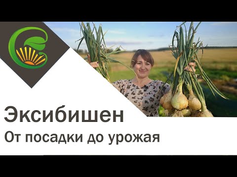 Видео: Лук Эксибишен, от посадки до урожая