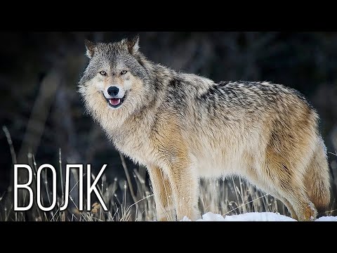 Видео: Волк: Лучший социальный хищник | Интересные факты про волка