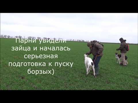 Видео: Охота с борзыми. Заяц на лежке. Первопольные хозяева)))