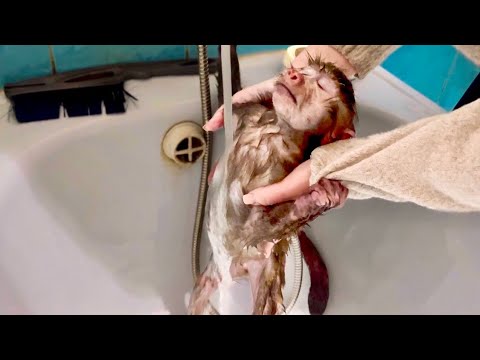 Видео: ОБХОХОЧЕШЬСЯ! Вы еще не видели, чтобы Анфиса ТАК КУПАЛАСЬ!))