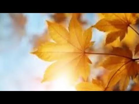 Видео: 🌻Мои АРОМАТЫ первой половины ОКТЯБРЯ 🌿🍂🎋