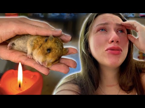 Видео: ХОМЯК ЭДДИ УМЕР У НАС НА РУКАХ - ПОСЛЕДНИЙ ДЕНЬ | Elli Di Pets