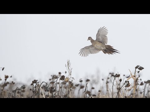 Видео: Охота на фазанов в Техасском Пэнхэндле | «Флэш»: 10 сезон, 9 серия