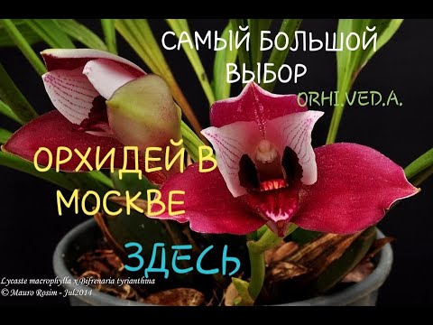 Видео: Самый большой выбор орхидей и редких тропических растений  в Москве _