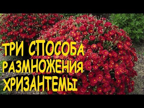 Видео: Как размножить хризантему, 3 способа.