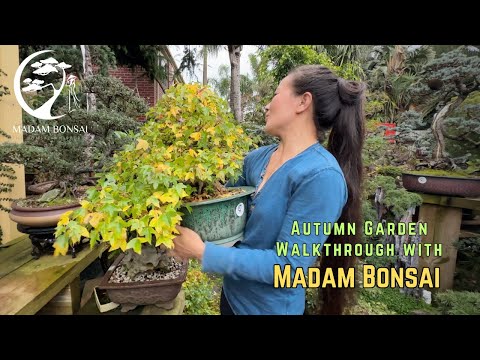 Видео: Прогулка по осеннему саду с Мадам Бонсай