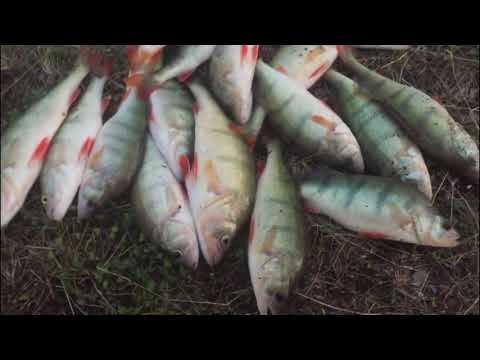 Видео: Коп и рыбалка в Арыкбалыке