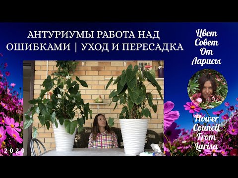 Видео: АНТУРИУМ РАБОТА НАД ОШИБКАМИ | ПЕРЕСАДКА И УХОД 4К