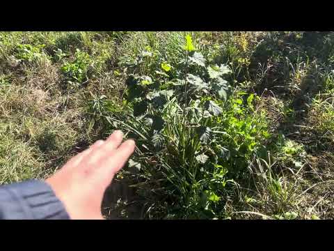 Видео: Підготовка саду до зими. Робота по саду