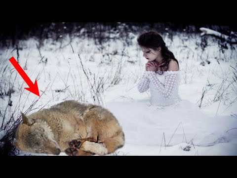 Видео: Девушка упала к телу раненой волчицы и зарыдала, прося прощения у хищницы
