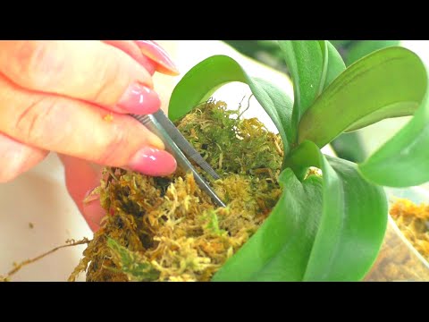 Видео: Нужно сделать так, распушить мох, и оставить орхидеи в покое, на месяц...