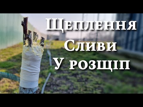 Видео: Веснянне щеплення сливи. Щеплення у розщіп.