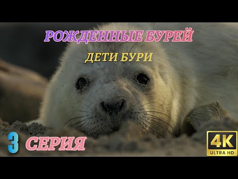Видео: Мир Дикой Природы. Дикие животные севера. Документальный Фильм 4K. 3 серия из 3