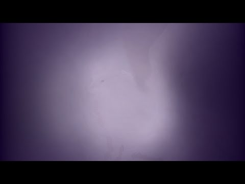 Видео: Очень долгая обработка шерсти лисы