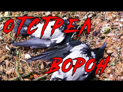 Видео: ОХОТА на ВОРОН. МИНУС ДВАДЦАТЬ...
