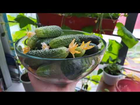 Видео: Огурцы на балконе. Мой опыт выращивания