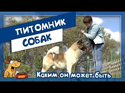 Видео: Питомник собак: каким он может быть (Маргарита Черемушкина и американские акиты)