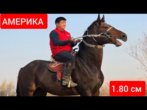 Видео: ПАЙ ПАЙ ПАЙ   1.80 см ПОЛЬША   по  кличка  АМЕРИКА 