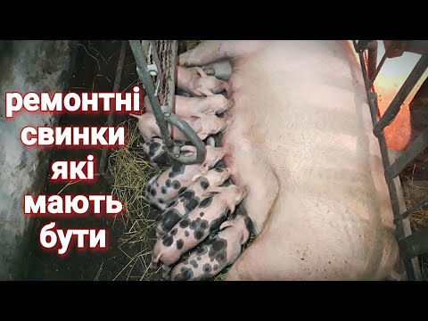 Видео: Як відібрати, виростити і підготувати гарну свиноматку! Курі несуться навіть на морозі!