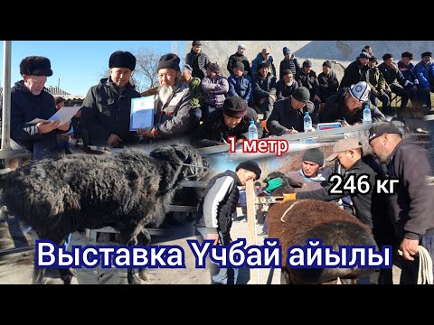 Видео: Выставка  Үчбай айылында  болду 26-Декабрь