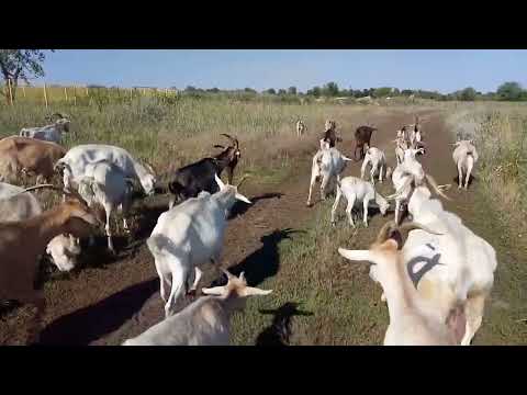 Видео: Сколько стоит содержание одной козы в год