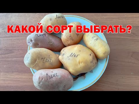 Видео: Урожай, урожайность. Какой сорт картофеля выбрать?