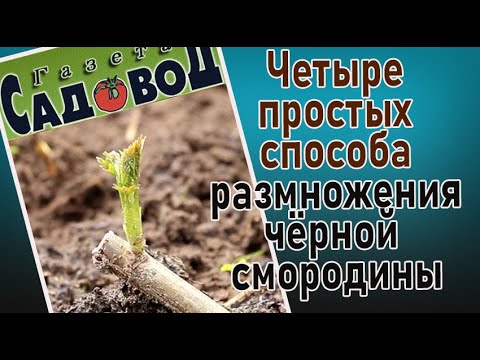 Видео: Четыре простых способа размножения чёрной смородины