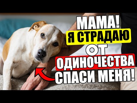 Видео: Твоя Собака СТРАДАЕТ ОТ ОДИНОЧЕСТВА! 14 Признаков, которые ШОКИРУЮТ!
