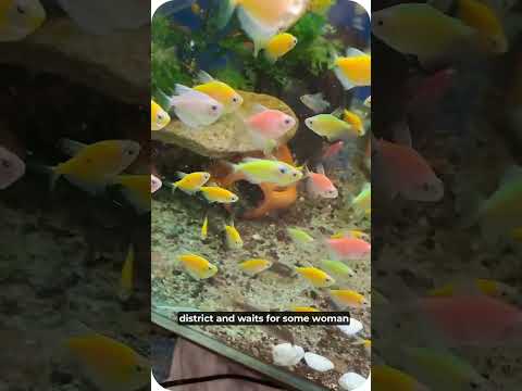 Видео: пак за полезните риби/useful fishes