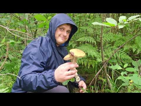 Видео: Пошли за лещем, а поймали ЭТО! Огромные поляны белых грибов