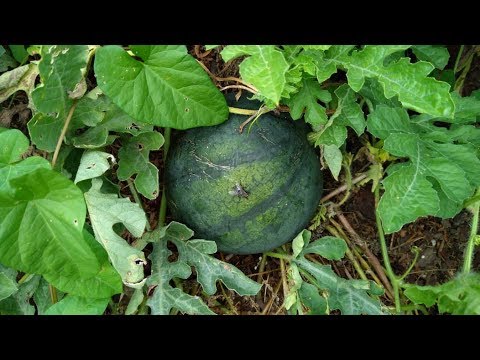 Видео: Как сделать простую пермакультурную грядку