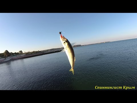 Видео: Морская рыбалка. Мормо-рокфишинг. Раздача мелкой ставриды.