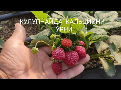 Видео: Қулупнайда кальцийни ўрни: +998973439321