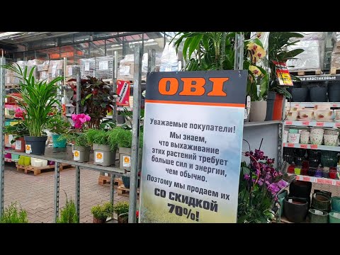 Видео: УЦЕНЕННЫЕ КОМНАТНЫЕ ЦВЕТЫ В ОБИ🪴❤(ПРИЦЕНИВАЮСЬ К СТЕЛЛАЖУ)🌿🌷