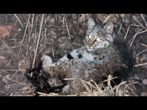 Видео: Подготовка ловушек. Покраска ловушек. #billingsleybrandlures #trapper #tratting