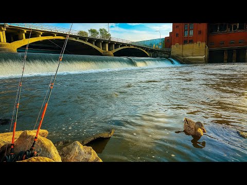 Видео: На этой плотине в Айове так много рыбы!!! (Безостановочное действие!)