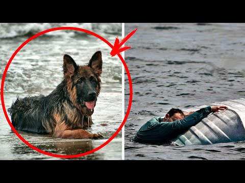 Видео: Хозяин прогнал "беднягу" с тонущей лодки... Но, он и представить не мог, что будет ДАЛЬШЕ...