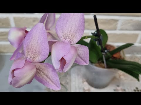 Видео: Цветоносы везде.../ Корень или цветонос?