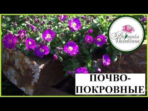 Видео: ПОЧВОПОКРОВНЫЕ РАСТЕНИЯ ДЛЯ САДА