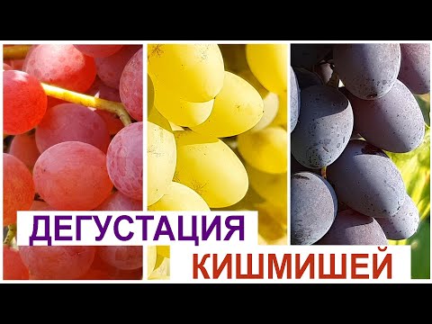 Видео: Кишмиши трёх сортов: Велес, Столетие, Юпитер - какой виноград вкуснее? Дегустация.