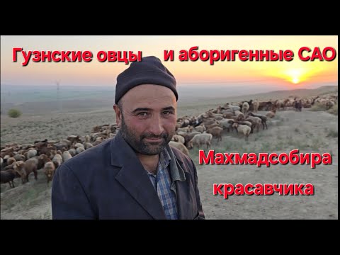 Видео: Овцы гузнской породы и аборигенные САО Таджикистана саги дахмарда из отары Махмадсобира в Зафарабаде