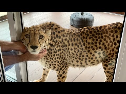 Видео: Герда и Месси ждут и зовут друг друга | Как Маша решила пустить Герду погреться на веранду